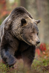 Wall Mural - big male bear approaching in the forest at fall, large claws