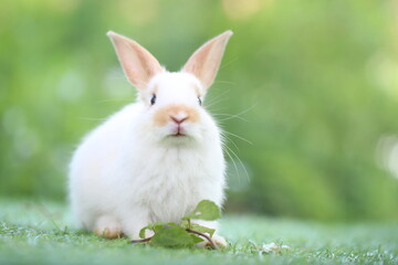 Cute little rabbit on green grass with natural bokeh as background during spring. Young adorable bunny playing in garden. Lovrely pet at park