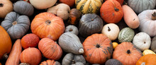 Colorful Varieties Of Pumpkins And Squash. Harvest Concept. Top View, Flat Lay. Banner