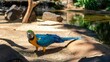 Blue-and-yellow macaw (Ara ararauna) at the zoo
