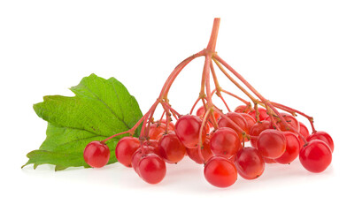 Poster - Red viburnum berries isolated on white background.