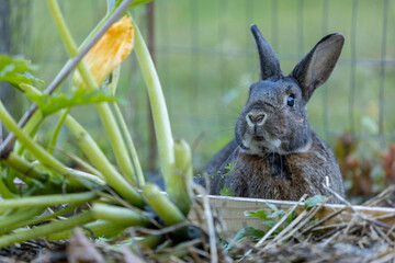 Poster - Gray Rabbit in Fall Garden with pumpkins and mums and late season foliage