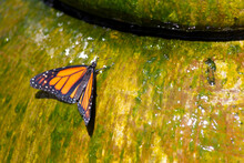 Endangered Orange And Black Monarch Butterfly Danaus Plexippus Resting Atop Flowing Water Fountain Pottery Within Desert Botanical Garden