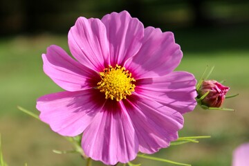 pink and yellow cosmo flower