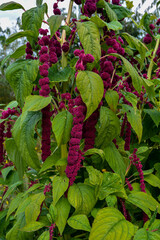 Canvas Print - Red Amaranth in full bloom growing in the garden