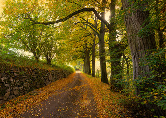 Wall Mural - old road and big trees with autumnal foliage