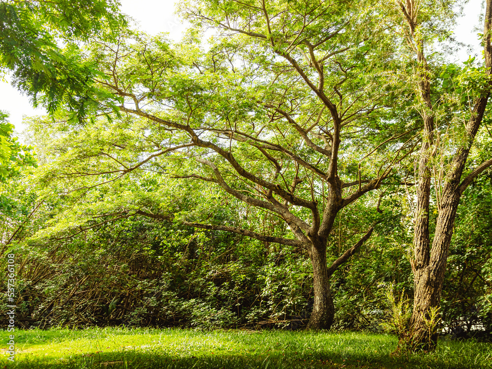 Beautiful giant tree with greens around in the Natural reserve from ...