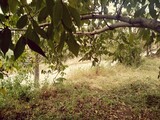 Fototapeta Desenie - tree in the garden