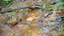 Female Summer Tanager And Tufted Titmouse Taking A Bath In A Shallow Creek