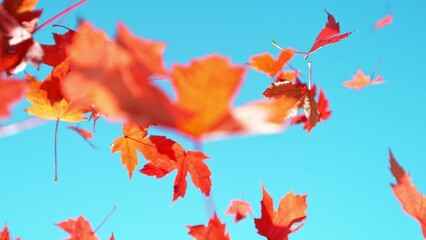 Wall Mural - Super slow motion of falling autumn maple leaves against clear blue sky. Filmed on high speed cinema camera, 1000 fps.