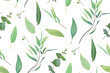 Vector, leafy seamless pattern. Leaf, leaves, green eucalyptus branch textile fabric, texture background. Watercolor twig, seeds, leaf. Sage, greenery decorative paper print. Isolated white background