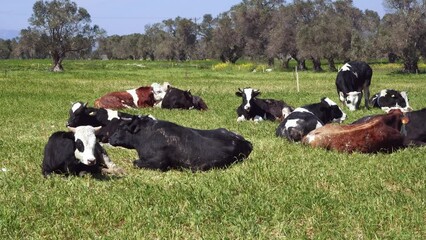 Wall Mural - Cows is an awesome stock video that consists of footage of some cows lying on the green grass.