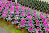Fototapeta Lawenda - Houseplants with flowers ornamental cabbage growing in pots in greenhouse, nobody