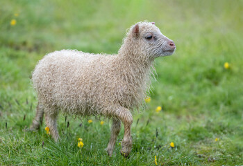 Sticker - Spring lamb with fur curly from the rain walking in a field of buttercups