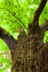 green tree in the forest