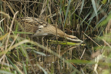 Wall Mural - a rare hunting bittern, botaurus stellaris, searching for food in a reedbed at the edge of a lake.