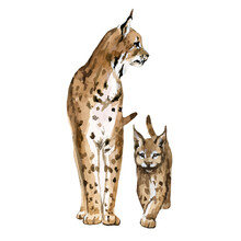 Beautiful Vector Stock Illustration With Hand Drawn Watercolor Forest Wild Lynx Animal With Baby. Clip Art Image.