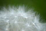 Fototapeta Dmuchawce - Closeup of a white dandelion  