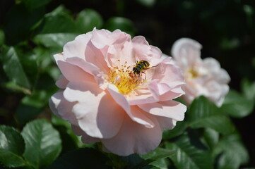 Closeup of a pale pink rose flower