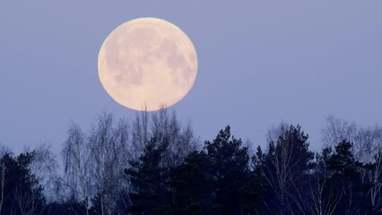 Wall Mural - Moonset over forest trees in early morning colorful sky timelapse