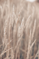 Naklejka na meble Pampas grass in autumn. Natural background. Dry beige reed. Pastel neutral colors and earth tones. Banner. Selective focus.