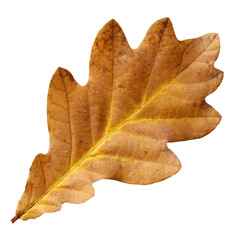 Wall Mural - autumn oak leaf isolated on a white background, fallen brown leaf. herbarium.