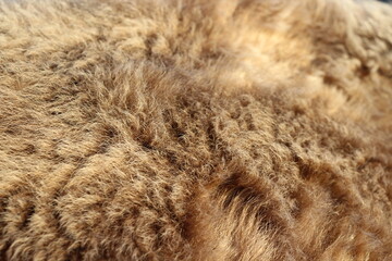 cow's gray fur close-up