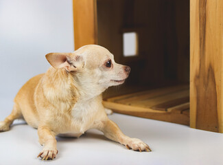 Wall Mural - brown  short hair  Chihuahua dog lying down in  front of wooden dog house, looking sideway, isolated on white background.