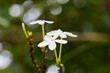 © Anucha - Close-up view of  white Ixora Cibdela Craib flower blooming in the forest
