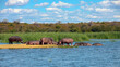 Wild African hippos rest and sleep during the day on safe river island.