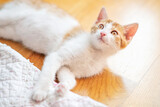 Fototapeta Boho - Mały, uroczy kotek