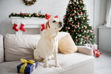 Wall Mural - Labrador with christmas headband sitting near gift box on couch at home