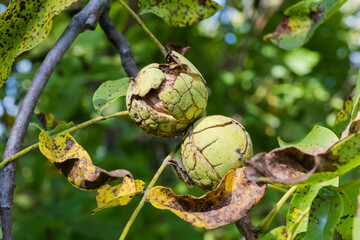 Walnuts inside their cracked green husks on tree close-up