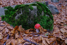 Fly Mushroom Closeup In Autumn Forest Across The Fallen Yellow Leaves, Rock In Moss. Fall Nature Background