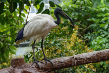 A Sacred Ibis Standing On A Wooden Fence In Malaysia.