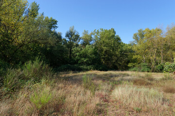 Poster - Alluvial forest along the Loire river near Saint-Benoît-sur-Loire village