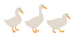 Domestic fowl. Vector contour illustration of duck.