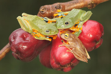 Wall Mural - Three green tree frogs prepare to mate on a branch of a pink Malay apple tree covered in fruit. This amphibian has the scientific name Rhacophorus reinwardtii.