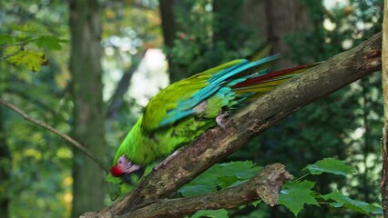 Wall Mural - Great green military macaw Ara militaris mexicana.