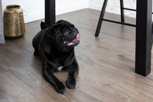 Close Up Portrait Of Cute Adorable Dog Pug Breed On The Floor Under The Table