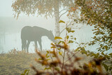 Fototapeta  - pasący się koń w mglisty jesienny poranek nad stawem