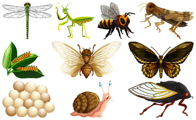 Sticker - Different kinds of insects collection