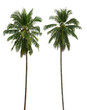 canvas print picture - Coconut and palm trees Isolated tree PNG