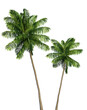 canvas print picture - Coconut and palm trees PNG