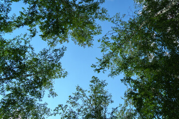 Wall Mural - trees with green leaves in the forest, looking up. nature, background, copy space