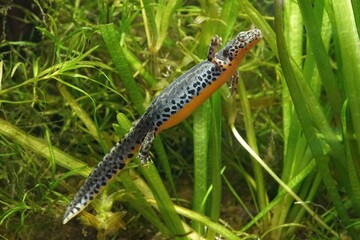 Canvas Print - Lateral closeup of an aquatic female Greek alpine salamander, Ichthyosaura alpestris veluchiensis