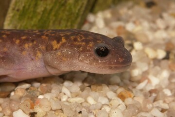 Poster - Closeup on the critically endangered Oki salamander, Hynobius okiensis, endemic to Japan