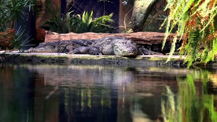 Canvas Print - Alligator lying on the ground at an aquarium