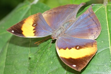 Sticker - Closeup on a neo-tropical dead Leaf butterfly, Kallima inachus, with open wings