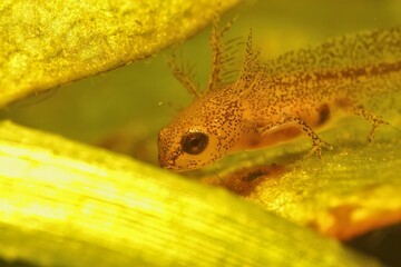 Wall Mural - Closeup on an aquatic larvae of the European Carpathian newt, Lissotriton montandoni